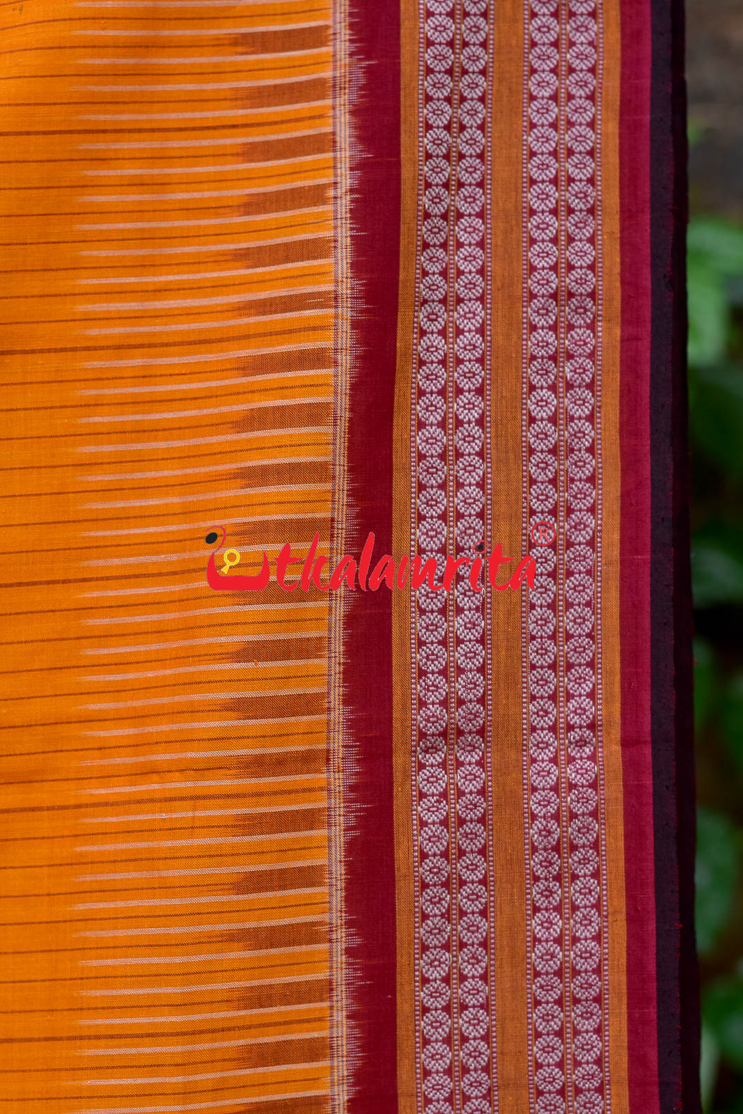 Sachipar With Kathifera Sambalpuri Cotton Saree